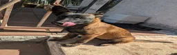 Belgian Malinois dogs for sale: Belgian Malinois Puppy 5 - Ad 2
