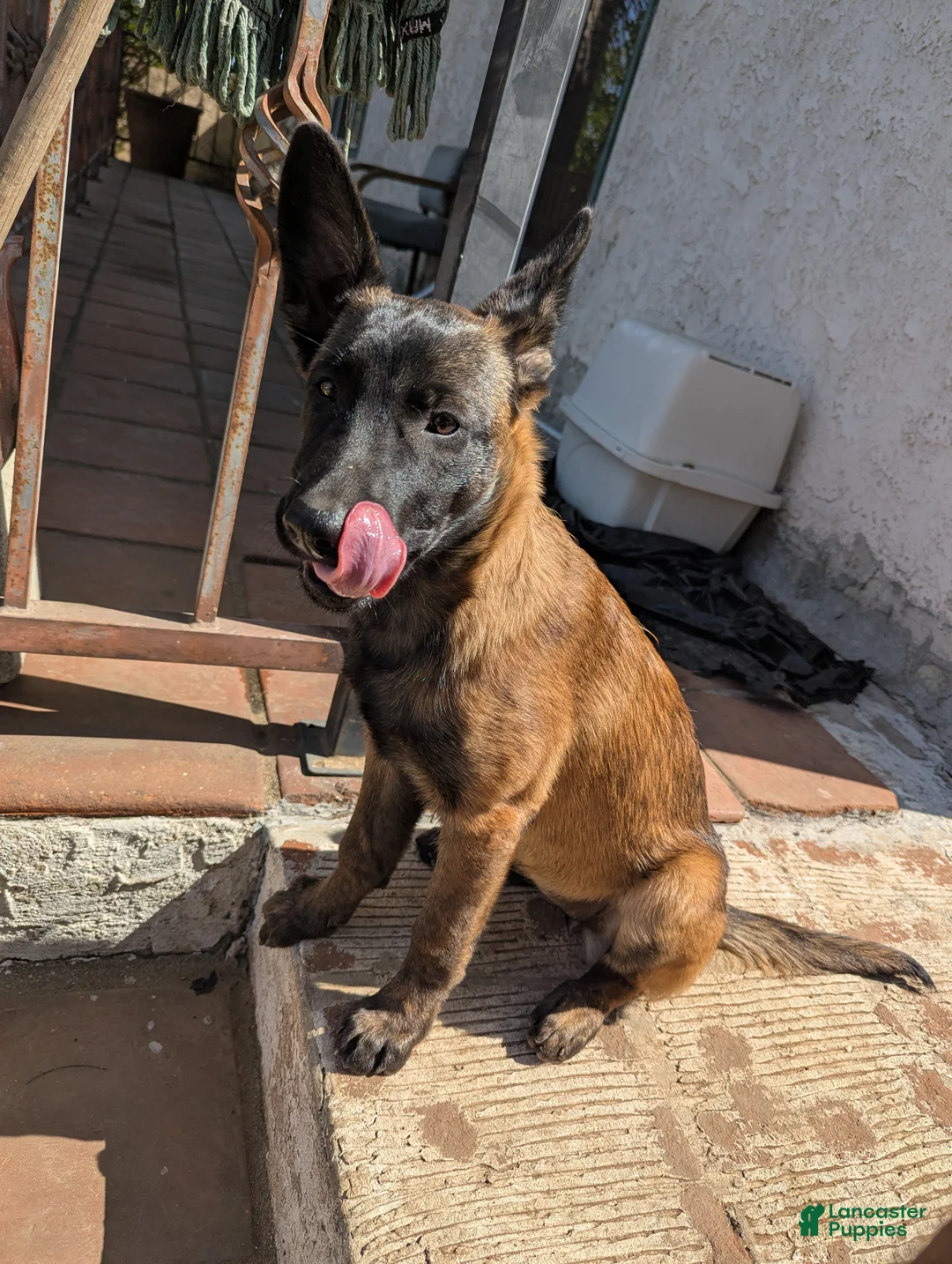 Belgian Malinois dogs for sale: Belgian Malinois Puppy 5 - Ad 2