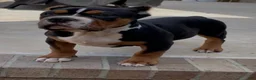 American Bully dogs for stud: Big Suge  - Ad 9