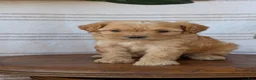 Cavapoo dogs for sale: Malia - Ad 5