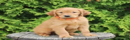 Mixed Breed dogs for sale: Wilson  - Ad 4