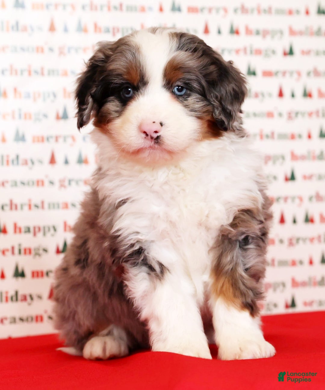 Mini Bernedoodle dogs for sale: River - Ad 6