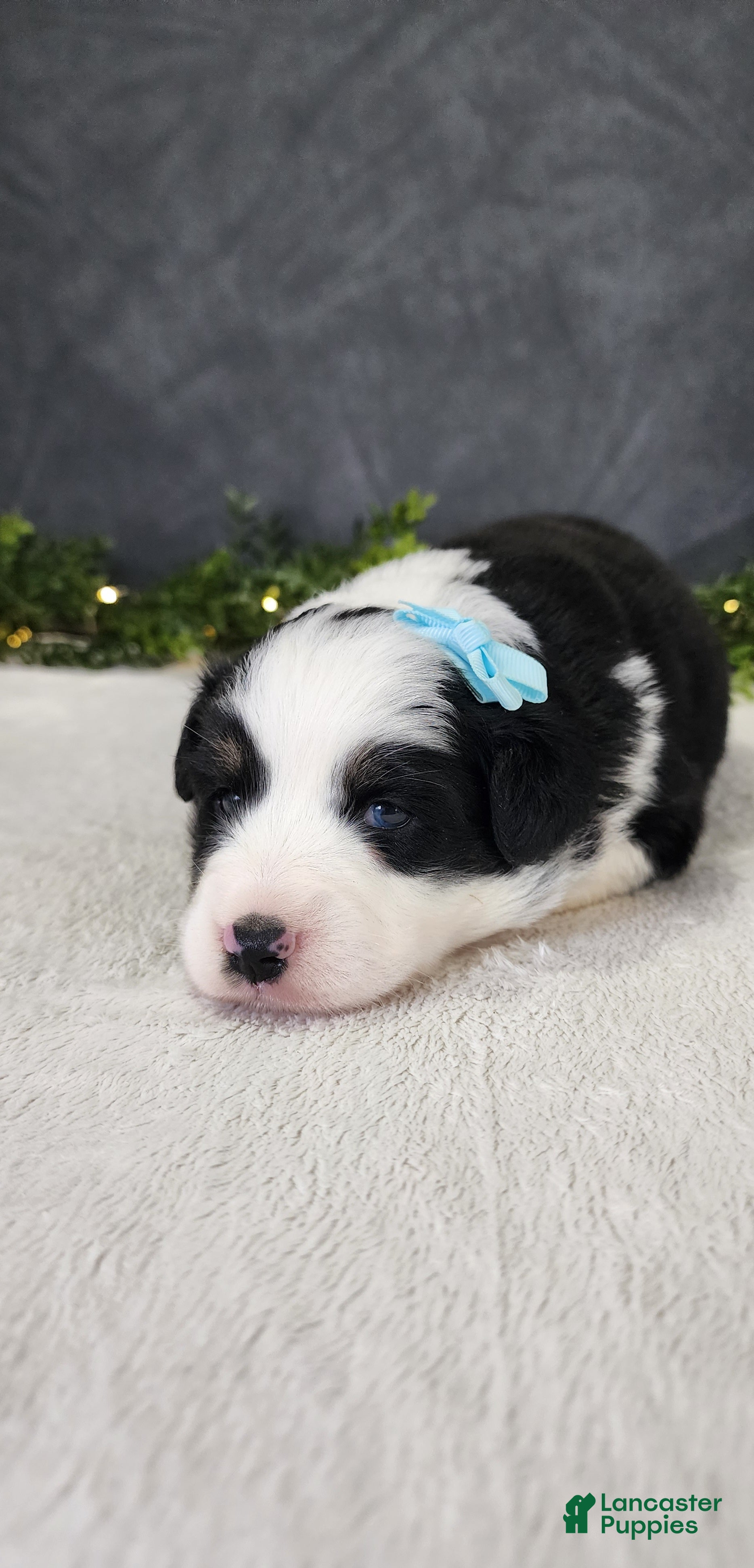 Miniature Australian Shepherd dogs Oliver  - Ad 2