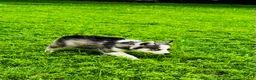 Siberian Husky dogs for sale: Sophie - Ad 11