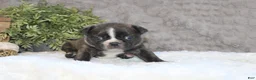 Boston Terrier dogs for sale:    GAVEN    *AKC* - Ad 5