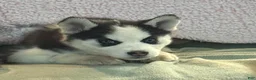 Siberian Husky dogs for sale: Princess Nox - Ad 30