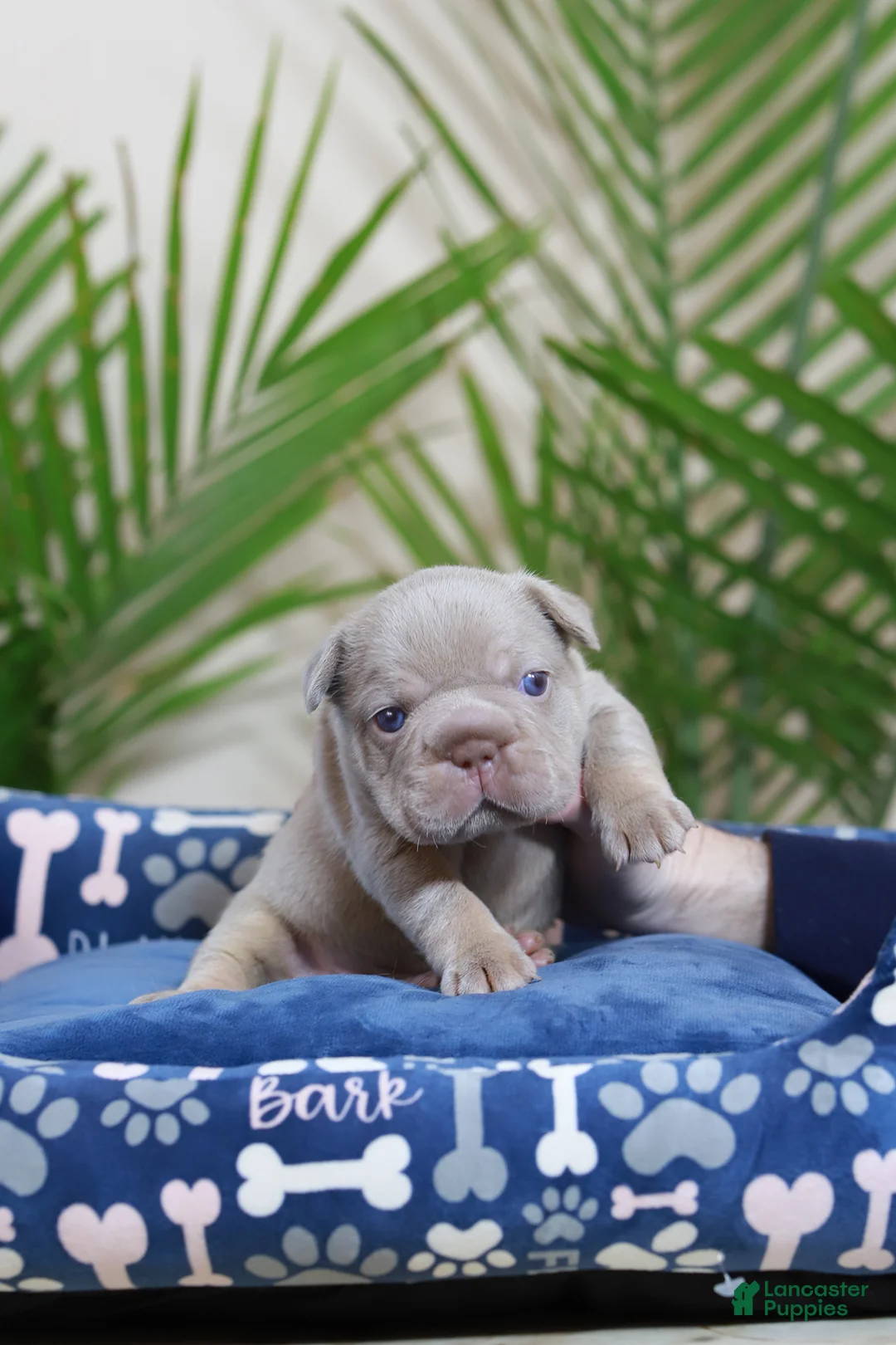 French Bulldog dogs for sale: Royal  - Ad 6