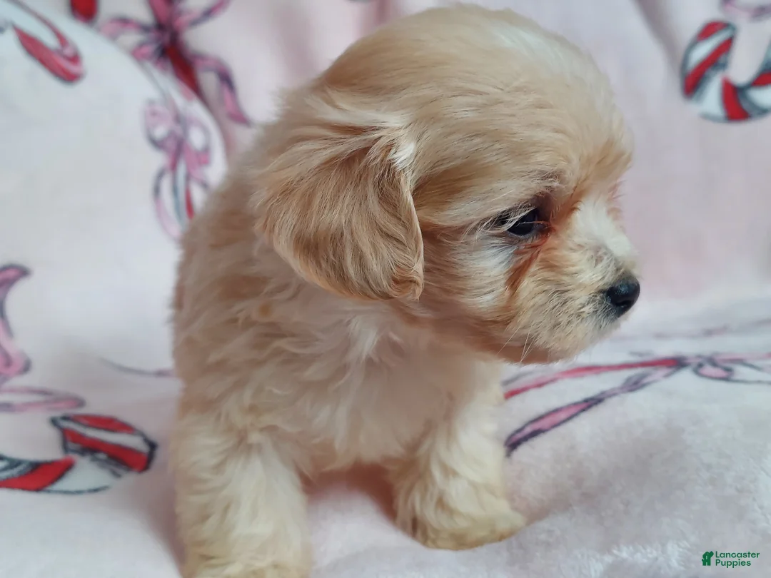 Maltipoo dogs for sale: Ozzie---Maltipoo, in home raised, non-shedding  - Ad 5