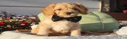 Cavapoo dogs for sale: Laredo  - Ad 6