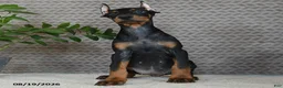 Doberman Pinscher dogs for sale: Oakley - Ad 4