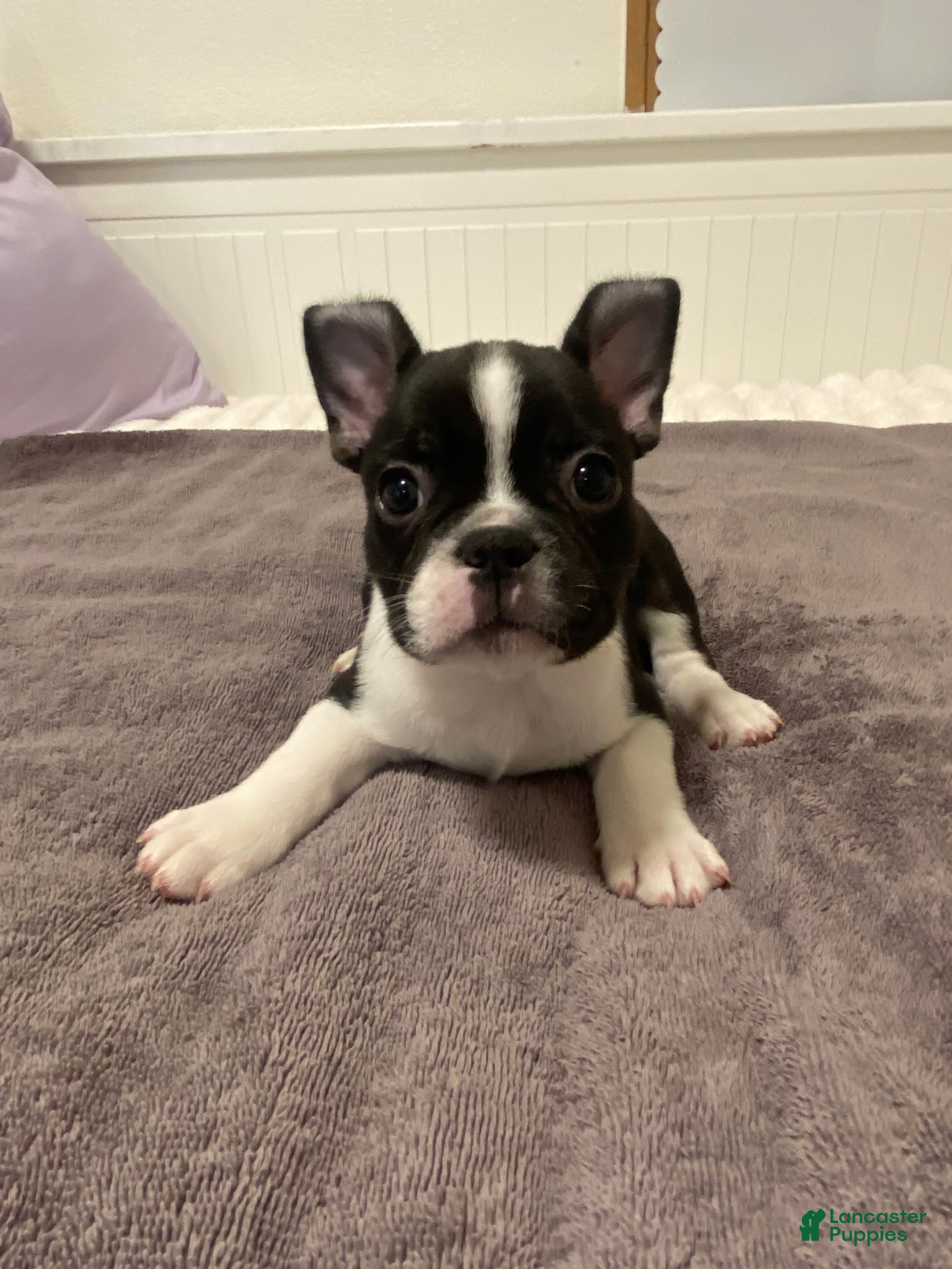French Bulldog dogs Black and White Male - Ad 18