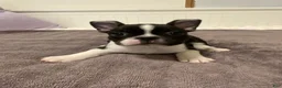 French Bulldog dogs for sale: Black and White Male - Ad 1