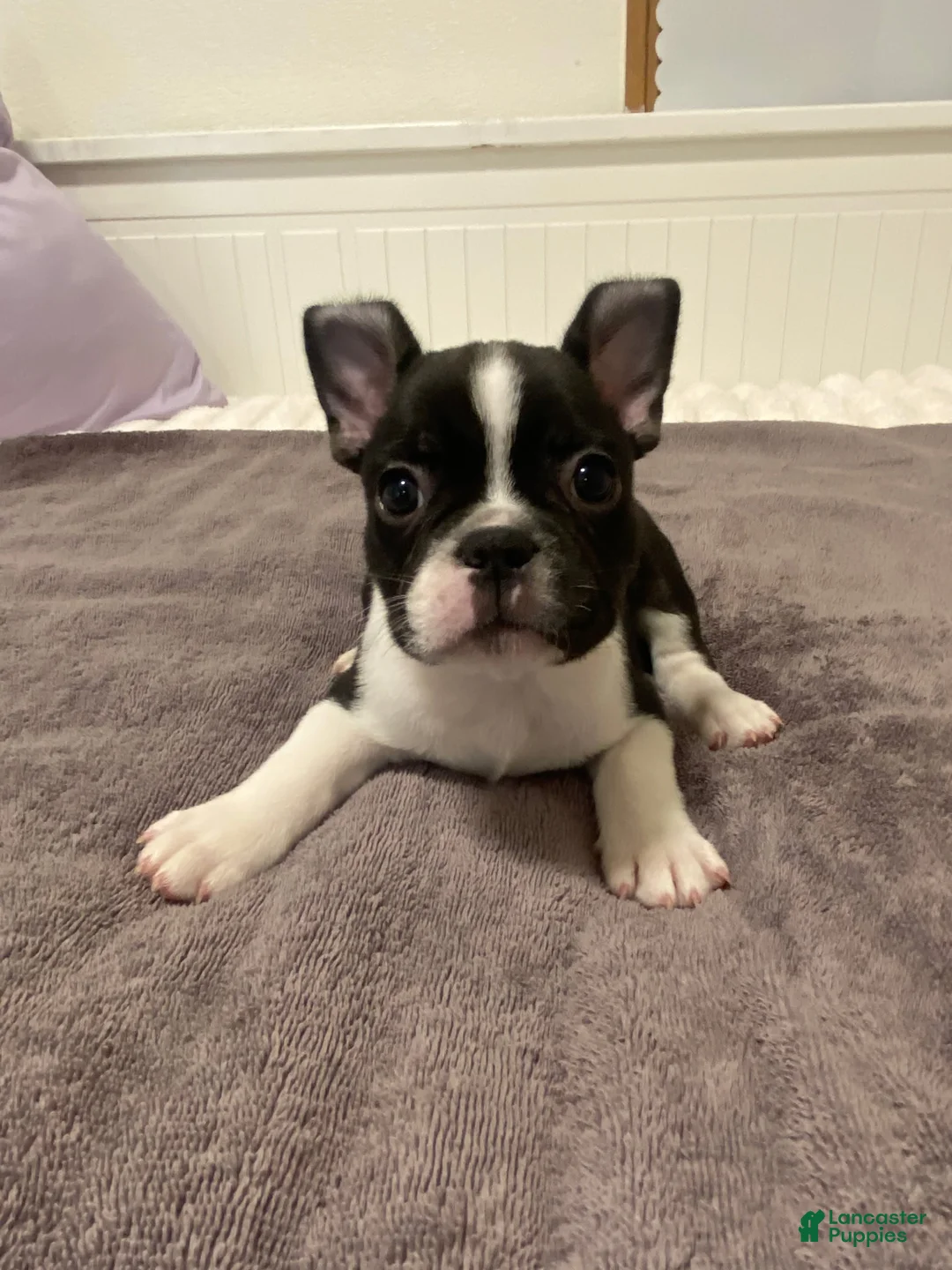 French Bulldog dogs for sale: Black and White Male - Ad 1