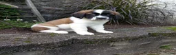 Saint Bernard dogs for sale: Ace - Ad 4