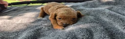 Cavapoo dogs for sale: Faith - Ad 13