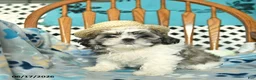Shih Tzu dogs for sale: Star - Ad 4