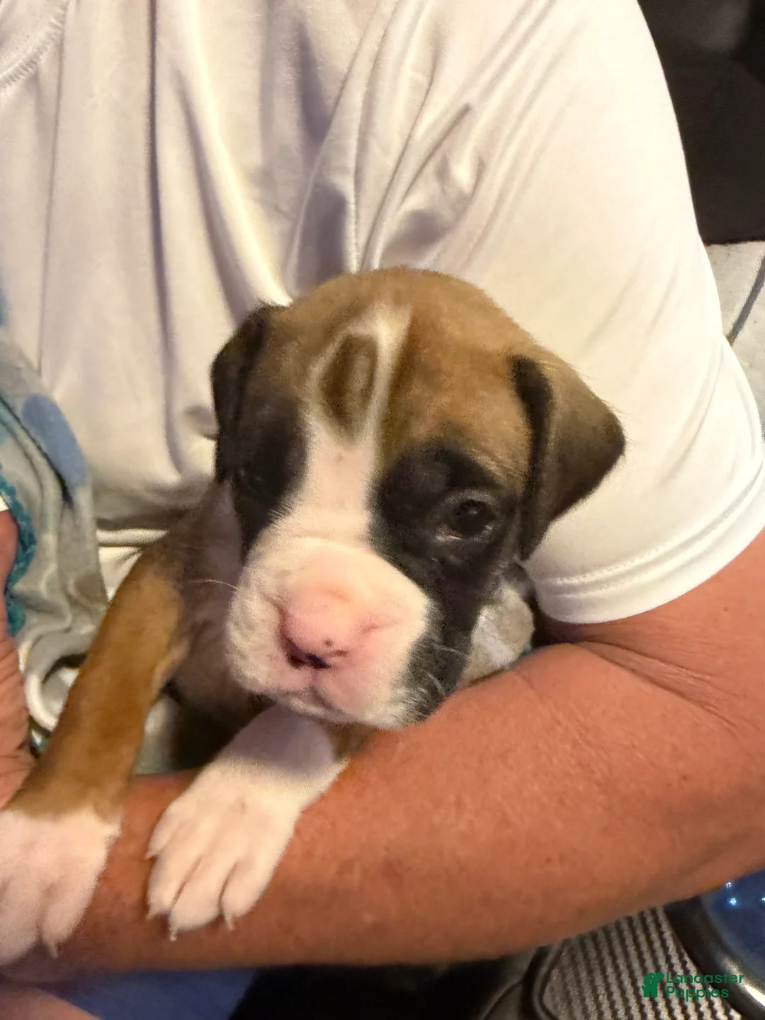Boxer dogs for sale: Maui - Ad 1
