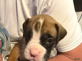 Boxer dogs Maui - Ad 5