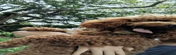 Mini Goldendoodle dogs for sale: Bentley  - Ad 3