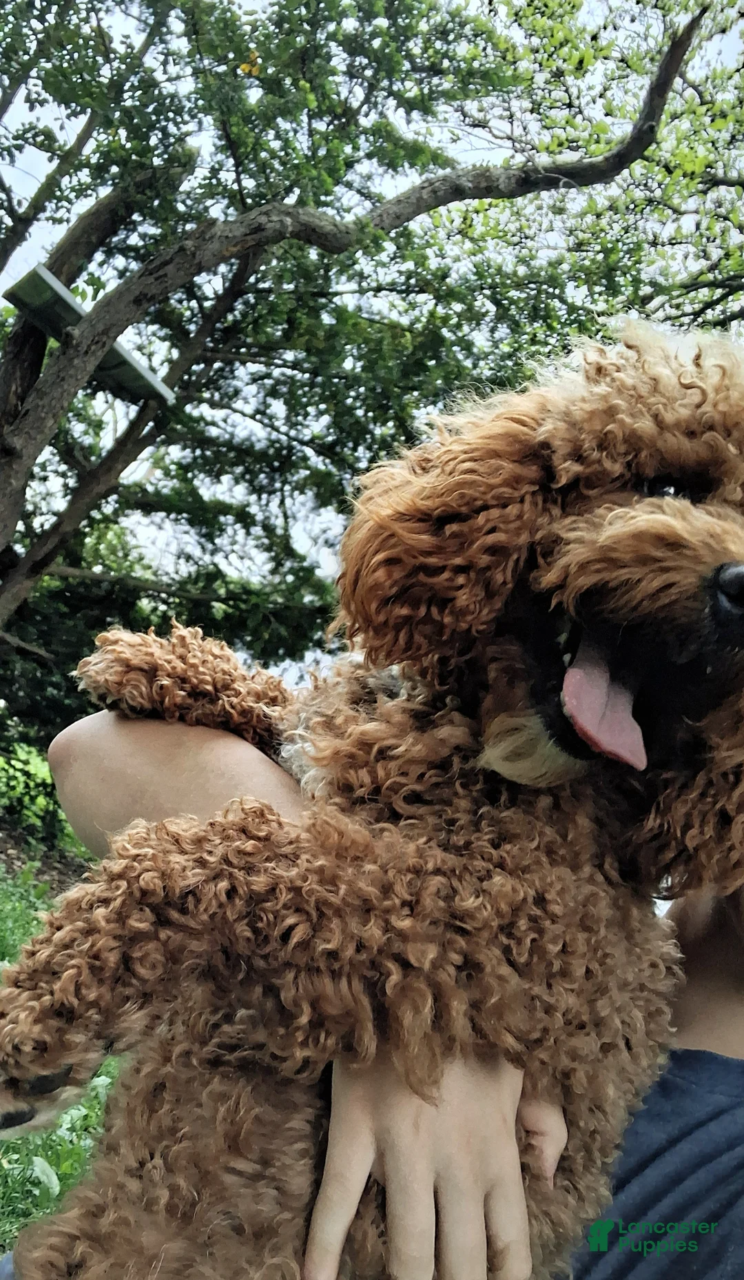 Mini Goldendoodle dogs for sale: Bentley  - Ad 3