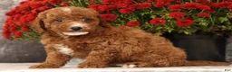 Cavapoo dogs for sale: Sawyer - Ad 7
