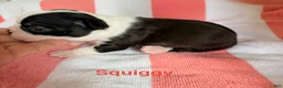 Boston Terrier dogs for sale: Boston Terrier 2 - Ad 5
