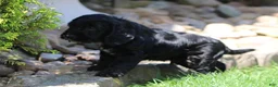 Mixed Breed dogs for sale: Blake - Ad 3