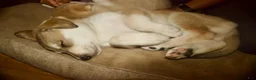 Gerberian Shepsky dogs for sale: Ragnar  - Ad 6