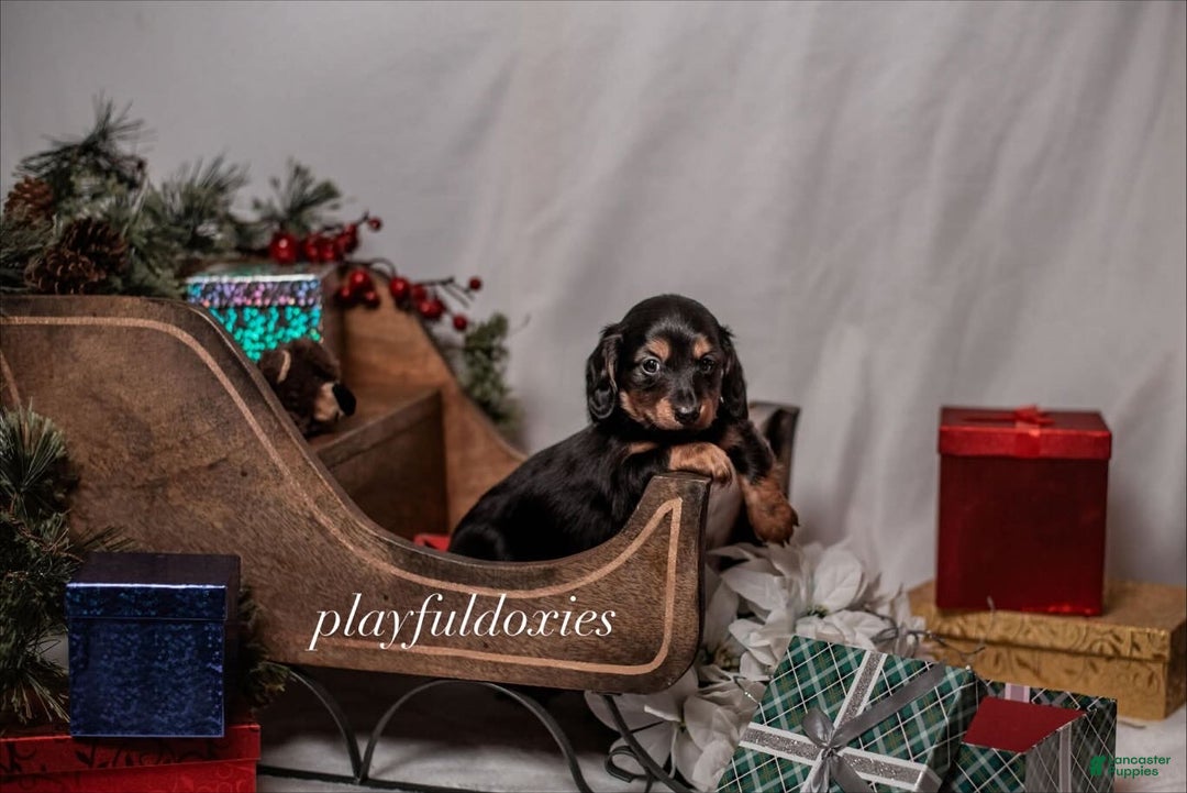 Miniature Dachshund dogs for sale: Red Collar Black & Tan Dachshund Puppy - Ad 3