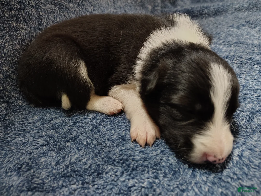 Border Collie dogs for sale: Alfie - Ad 5