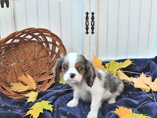 Cavalier King Charles Spaniel dogs - Ad 27