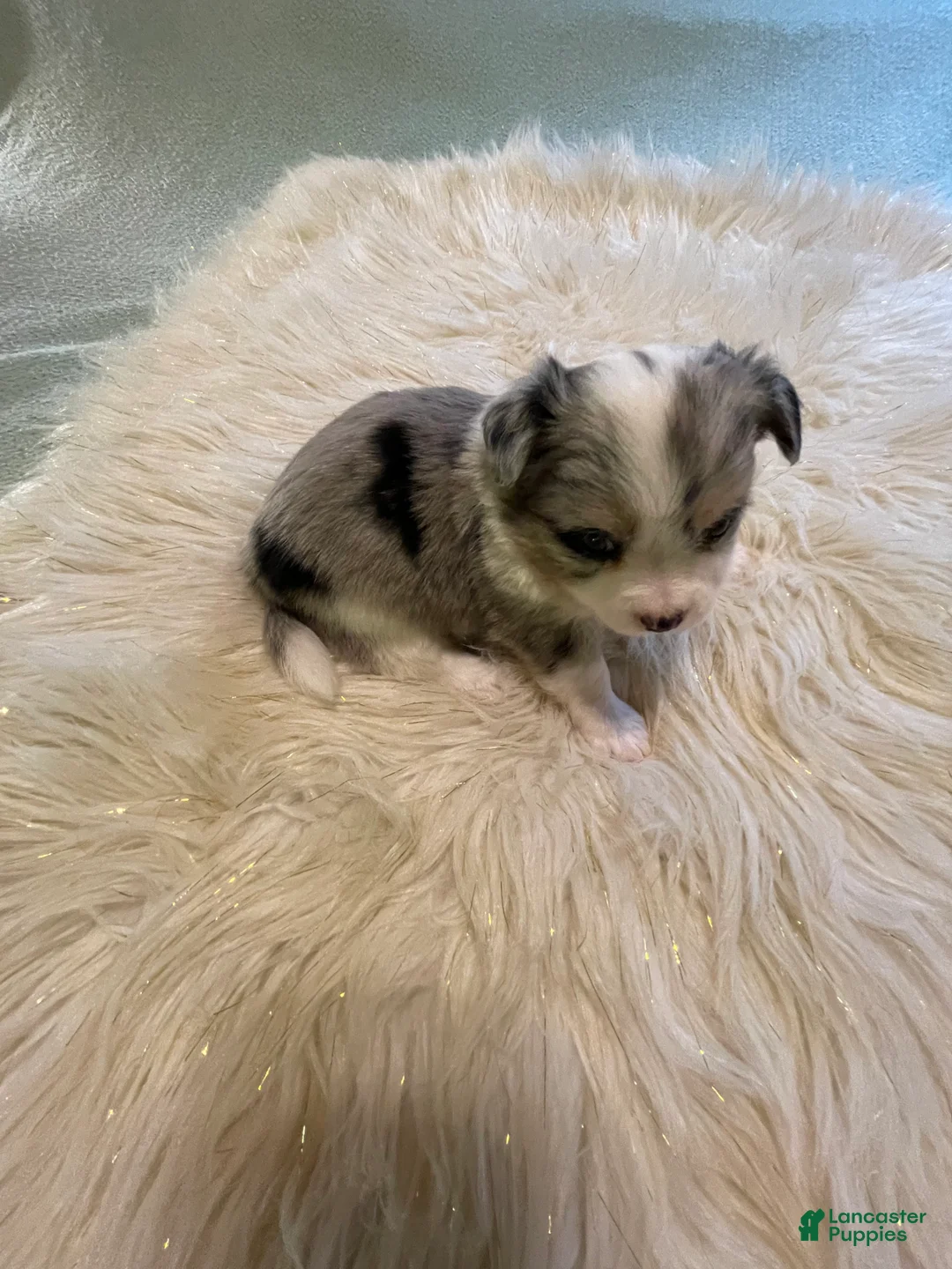 Chihuahua dogs for sale: Chihuahua 2 - Ad 2