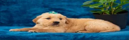 Golden Retriever dogs for sale: Theo - Ad 8