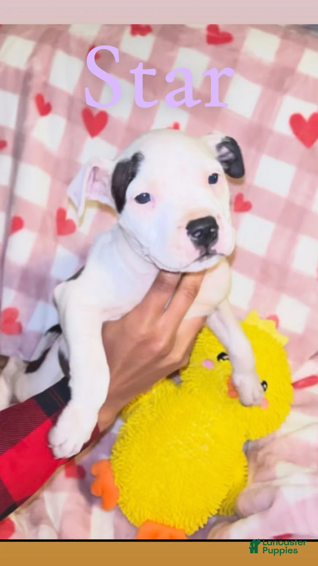 American Pit Bull Terrier dogs for sale: Star - Ad 2