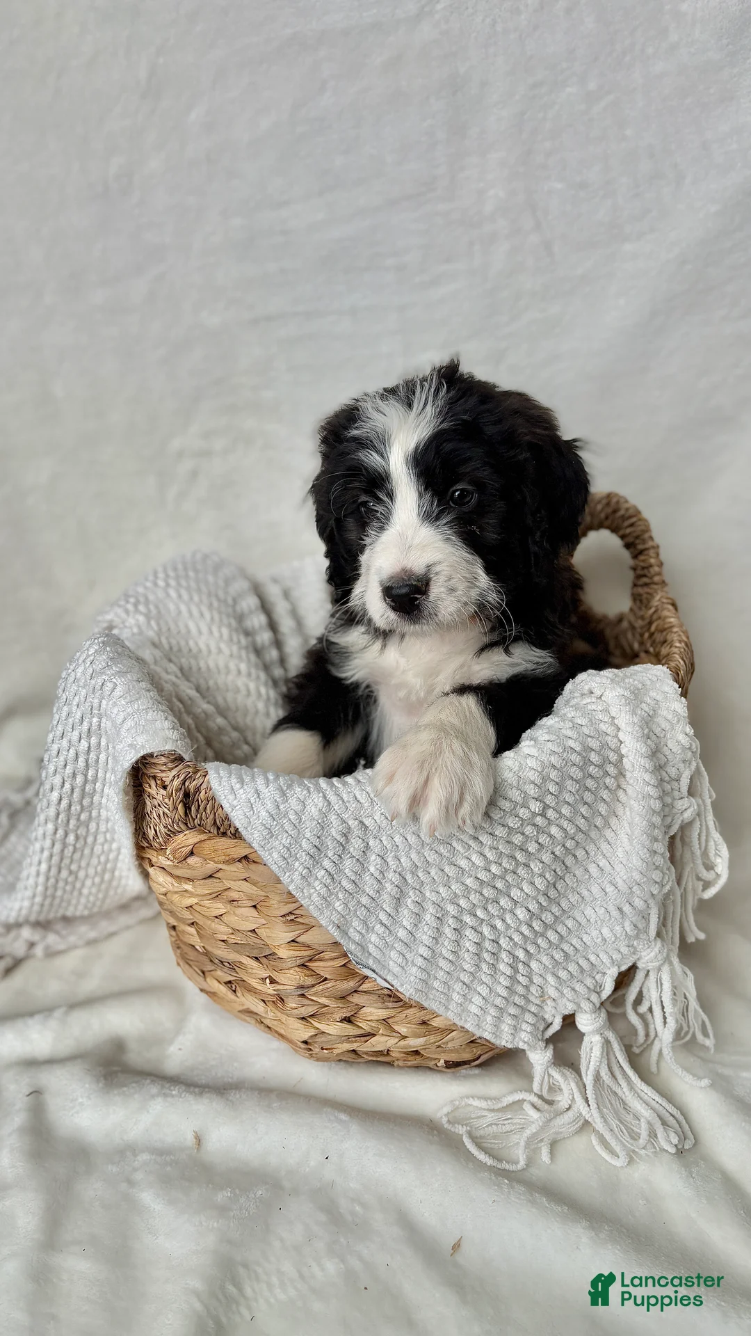 Bernedoodle dogs for sale: Milo - Ad 8