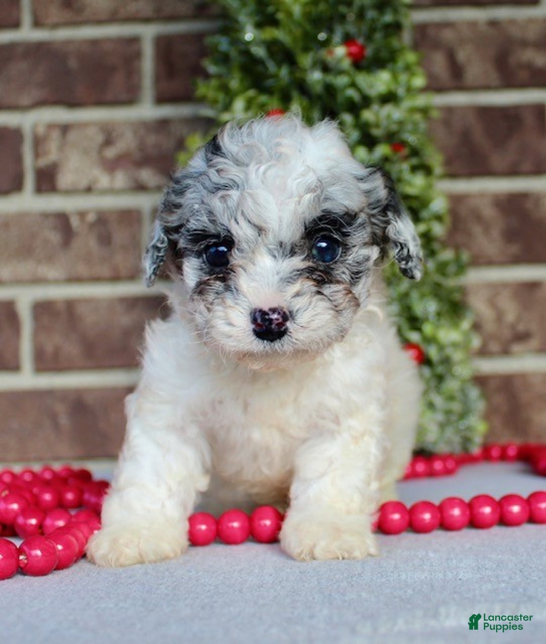 Miniature Poodle dogs for sale: Jingles - Ad 2