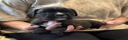 Boxer dogs for sale: Rebel - Ad 5