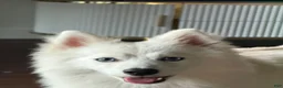 Pomsky dogs for sale: Pomsky 1 - Ad 2