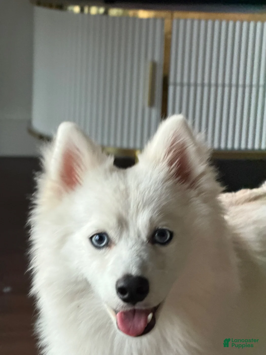Pomsky dogs for sale: Pomsky 1 - Ad 2
