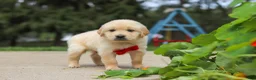 Golden Retriever dogs for sale: Buddy - Ad 3