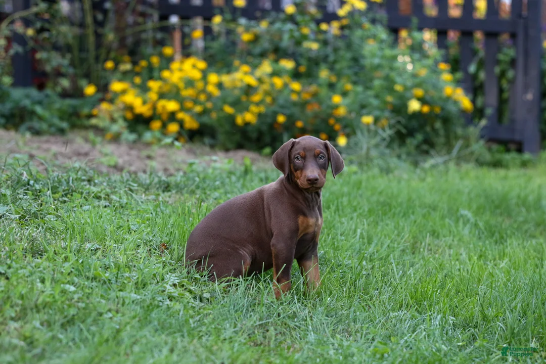 Doberman Pinscher dogs for sale: FRANCES - Ad 1