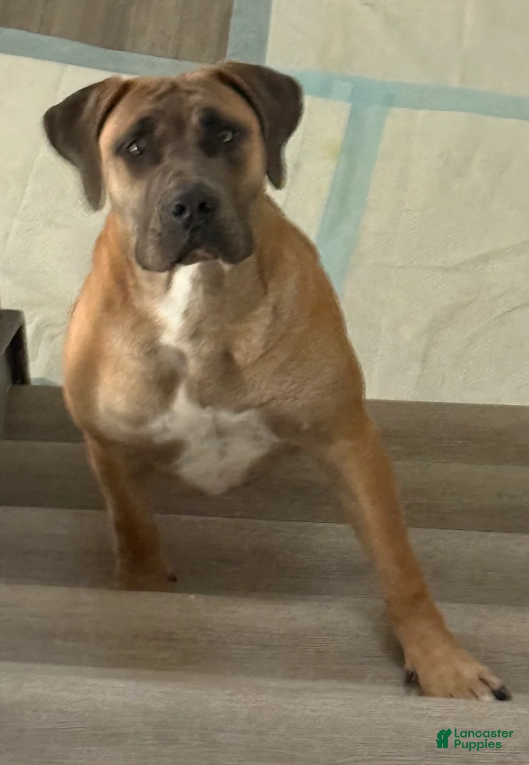 Mixed Breed dogs for sale: Mixed Breed Puppy 2 - Ad 17