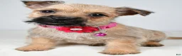 Cairn Terrier dogs for sale: April - Ad 8