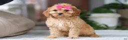Cavapoo dogs for sale: Amelia - Ad 7