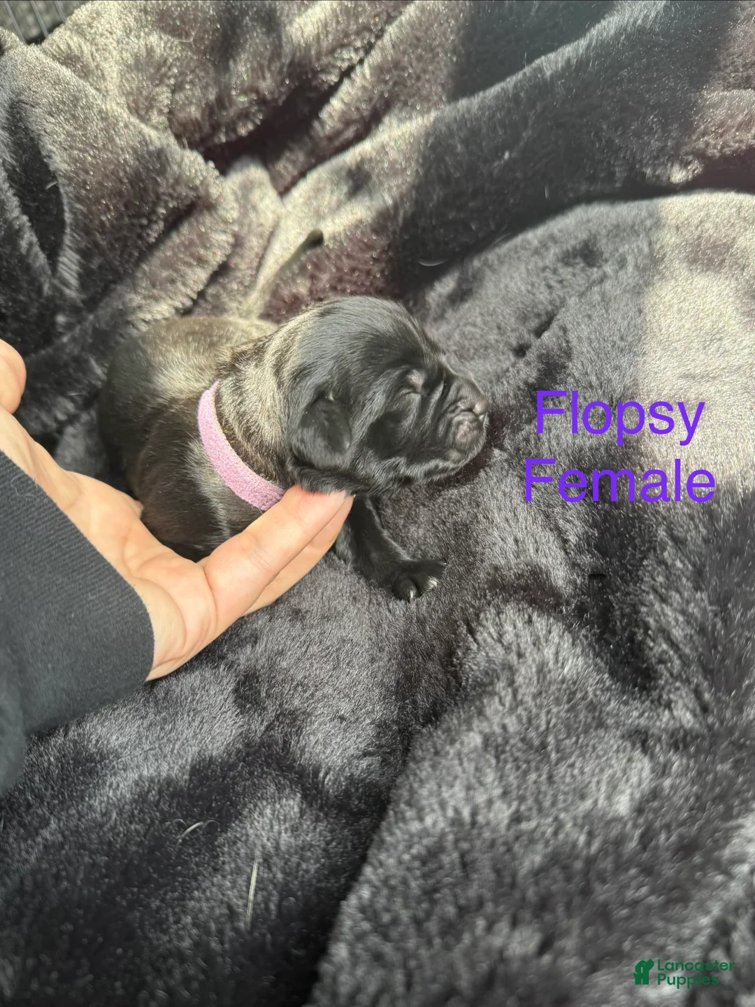 Newfoundland dogs for sale: Flopsy - Ad 1