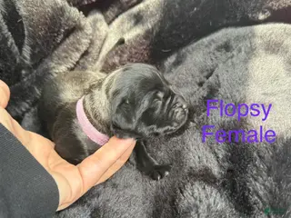 Newfoundland dogs Flopsy - Ad 20