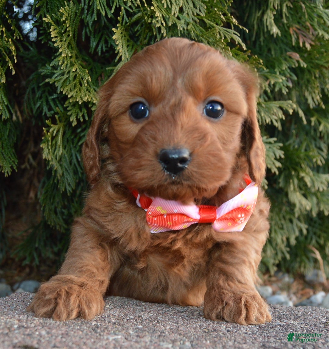 Cockapoo dogs for sale: Coco - Ad 9