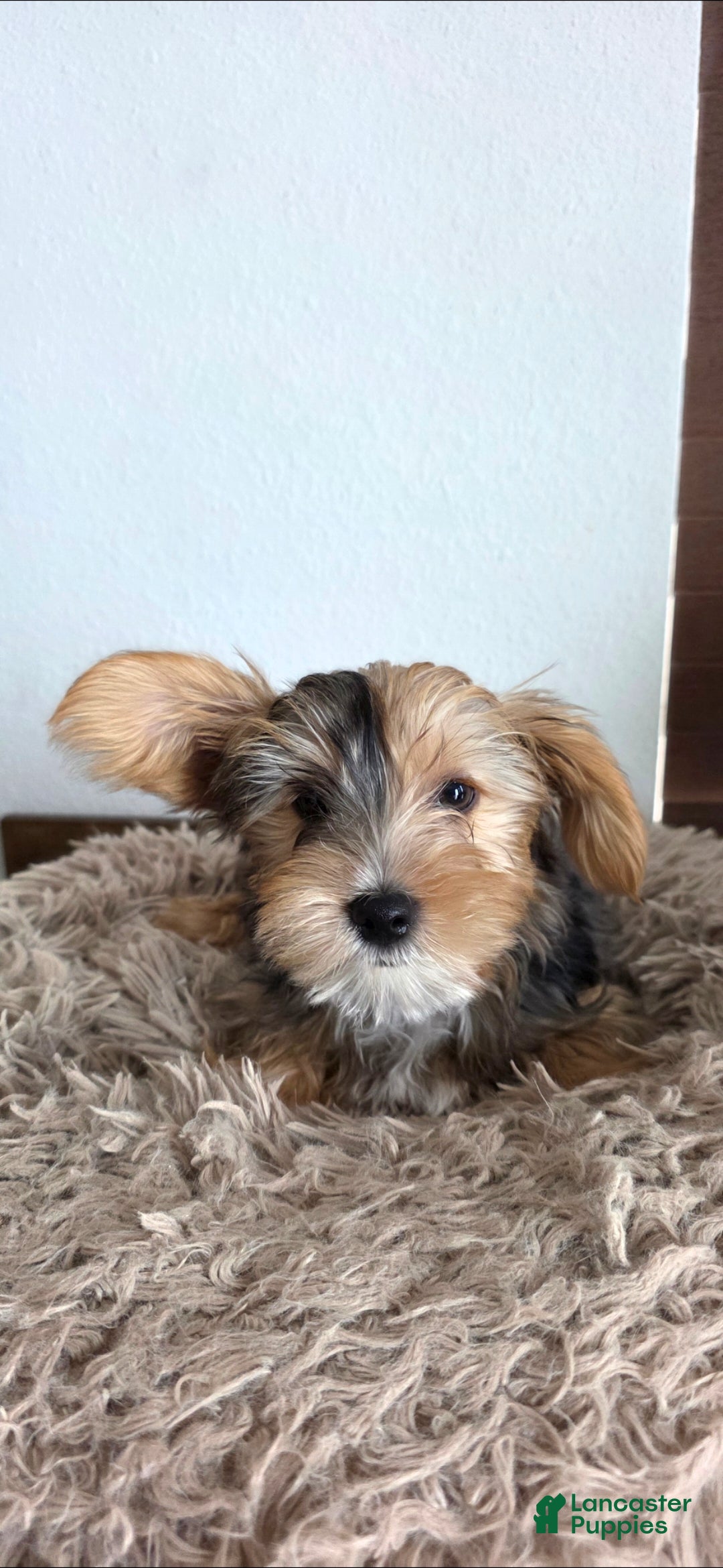 Yorkshire Terrier dogs Pearl - Ad 1