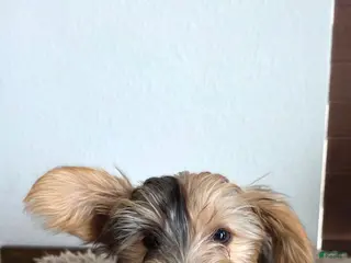 Yorkshire Terrier dogs for sale: Pearl - Ad 1
