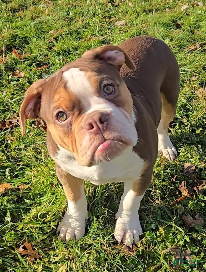 Olde English Bulldogge dogs Porkchop - Ad 25